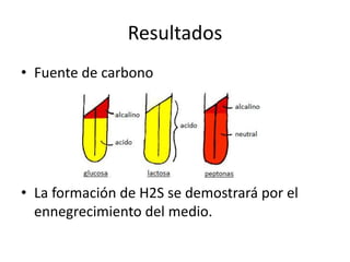 Resultados
• Fuente de carbono
• La formación de H2S se demostrará por el
ennegrecimiento del medio.
 