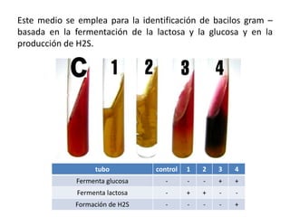Este medio se emplea para la identificación de bacilos gram –
basada en la fermentación de la lactosa y la glucosa y en la
producción de H2S.
tubo control 1 2 3 4
Fermenta glucosa - - - + +
Fermenta lactosa - + + - -
Formación de H2S - - - - +
 