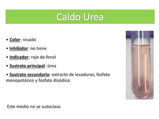 • Color: rosado
• Inhibidor: no tiene
• Indicador: rojo de fenol
• Sustrato principal: úrea
• Sustrato secundario: extracto de levaduras, fosfato
monopotásico y fosfato disódico.
Este medio no se autoclava
 