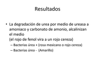 Resultados
• La degradación de urea por medio de ureasa a
amoniaco y carbonato de amonio, alcalinizan
el medio
(el rojo de fenol vira a un rojo cereza)
– Bacterias úrea + (rosa mexicano o rojo cereza)
– Bacterias úrea - (Amarillo)
 