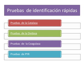 Pruebas de identificación rápidas
Pruebas de la Catalasa
Pruebas de la Oxidasa
Pruebas de la Coagulasa
Pruebas de PYR
 
