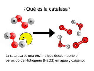 ¿Qué es la catalasa?
La catalasa es una enzima que descompone el
peróxido de Hidrogeno (H2O2) en agua y oxigeno.
 