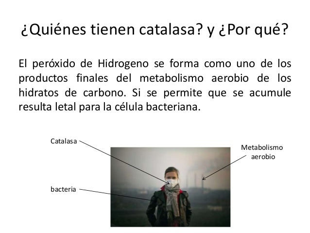 Prueba de la catalasa fundamento pdf995