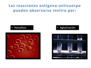 • Hemólisis • Aglutinación
 
