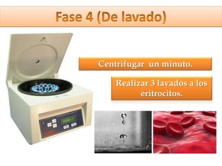 Centrifugar un minuto.
Realizar 3 lavados a los
eritrocitos.
 