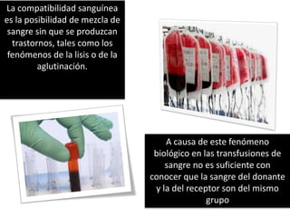 La compatibilidad sanguínea
es la posibilidad de mezcla de
sangre sin que se produzcan
trastornos, tales como los
fenómenos de la lisis o de la
aglutinación.
A causa de este fenómeno
biológico en las transfusiones de
sangre no es suficiente con
conocer que la sangre del donante
y la del receptor son del mismo
grupo
 