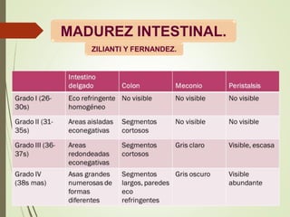 MADUREZ INTESTINAL.
ZILIANTI Y FERNANDEZ.
 