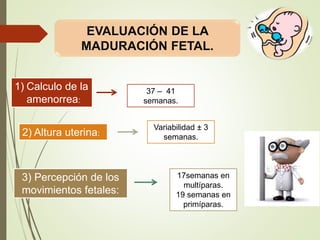 1) Calculo de la
amenorrea:
37 – 41
semanas.
2) Altura uterina:
Variabilidad ± 3
semanas.
3) Percepción de los
movimientos fetales:
17semanas en
multíparas.
19 semanas en
primíparas.
EVALUACIÓN DE LA
MADURACIÓN FETAL.
 