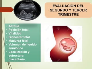• Actitud
• Posición fetal
• Vitalidad
• Bienestar fetal
• Madurez fetal
• Volumen de liquido
amniótico
• Localización y
estructura
placentaria.
EVALUACIÓN DEL
SEGUNDO Y TERCER
TRIMESTRE
 