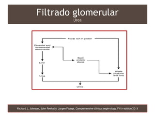 Richard J. Johnson, John Feehally, Jurgen Floege. Comprehensive clinical nephrology. Fifth edition 2015
Filtrado glomerular
Urea
 