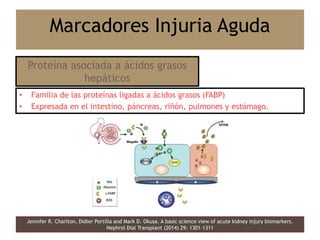 • Familia de las proteínas ligadas a ácidos grasos (FABP)
• Expresada en el intestino, páncreas, riñón, pulmones y estómago.
Jennifer R. Charlton, Didier Portilla and Mark D. Okusa. A basic science view of acute kidney injury biomarkers.
Nephrol Dial Transplant (2014) 29: 1301–1311
Marcadores Injuria Aguda
Proteína asociada a ácidos grasos
hepáticos
 