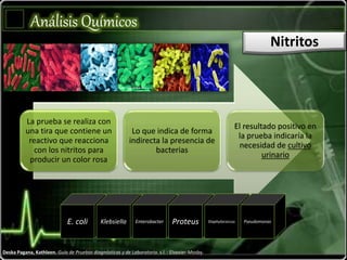 Análisis Químicos
Nitritos
Deska Pagana, Kathleen. Guía de Pruebas diagnósticas y de Laboratorio. s.l. : Elsevier-Mosby.
La prueba se realiza con
una tira que contiene un
reactivo que reacciona
con los nitritos para
producir un color rosa
Lo que indica de forma
indirecta la presencia de
bacterias
El resultado positivo en
la prueba indicaría la
necesidad de cultivo
urinario
E. coli Klebsiella Enterobacter Proteus Staphylococcus Pseudomonas
 