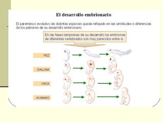 Pruebas de la evolución