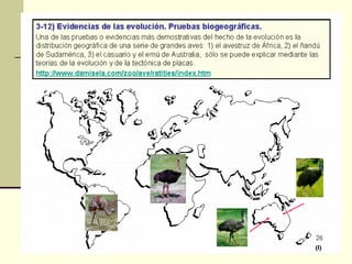 Pruebas de la evolución