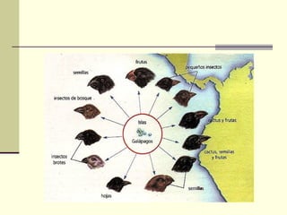 Pruebas de la evolución