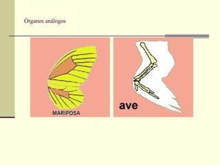 Órganos análogos
 