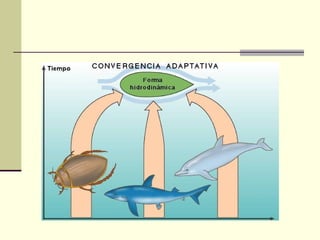 Pruebas de la evolución