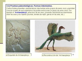 Pruebas de la evolución