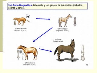 Pruebas de la evolución