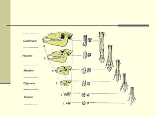 Pruebas de la evolución