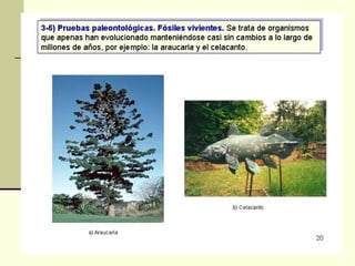 Pruebas de la evolución