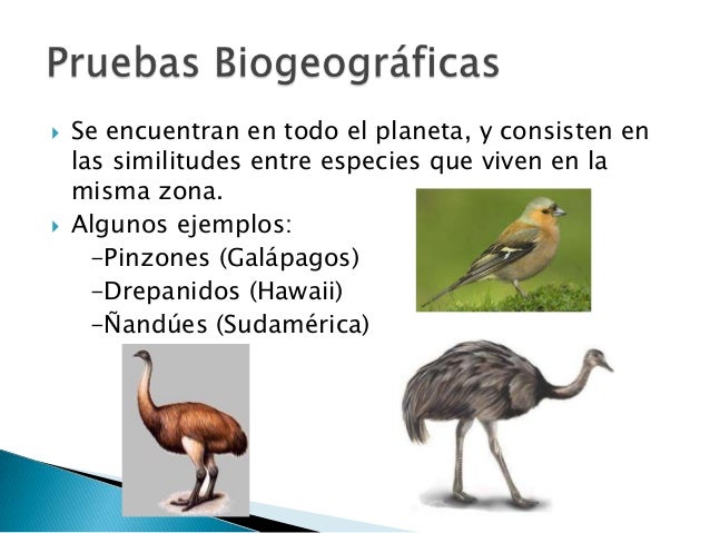 Pruebas de la evolución