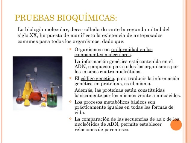 Pruebas Bioquimicas De La Evolucion Wikipedia