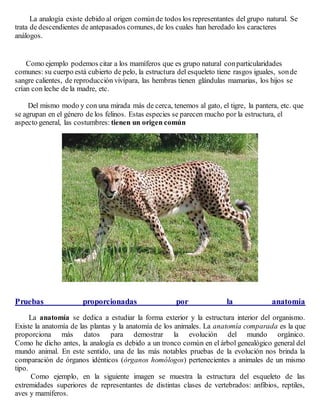 La analogía existe debido al origen comúnde todos los representantes del grupo natural. Se
trata de descendientes de antepasados comunes, de los cuales han heredado los caracteres
análogos.
Como ejemplo podemos citar a los mamíferos que es grupo natural conparticularidades
comunes: su cuerpo está cubierto de pelo, la estructura del esqueleto tiene rasgos iguales, sonde
sangre calientes, de reproducción vivípara, las hembras tienen glándulas mamarias, los hijos se
crían con leche de la madre, etc.
Del mismo modo y con una mirada más de cerca, tenemos al gato, el tigre, la pantera, etc. que
se agrupan en el género de los felinos. Estas especies se parecen mucho por la estructura, el
aspecto general, las costumbres: tienen un origen común
Pruebas proporcionadas por la anatomía
La anatomía se dedica a estudiar la forma exterior y la estructura interior del organismo.
Existe la anatomía de las plantas y la anatomía de los animales. La anatomía comparada es la que
proporciona más datos para demostrar la evolución del mundo orgánico.
Como he dicho antes, la analogía es debido a un tronco común en el árbol genealógico general del
mundo animal. En este sentido, una de las más notables pruebas de la evolución nos brinda la
comparación de órganos idénticos (órganos homólogos) pertenecientes a animales de un mismo
tipo.
Como ejemplo, en la siguiente imagen se muestra la estructura del esqueleto de las
extremidades superiores de representantes de distintas clases de vertebrados: anfibios, reptiles,
aves y mamíferos.
 