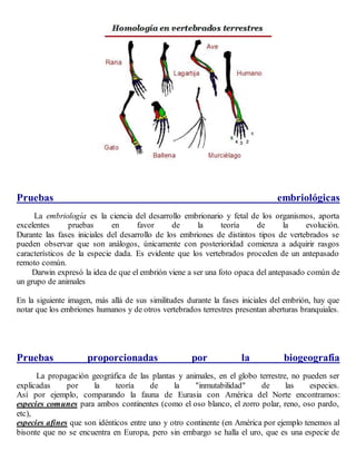 Pruebas embriológicas
La embriología es la ciencia del desarrollo embrionario y fetal de los organismos, aporta
excelentes pruebas en favor de la teoría de la evolución.
Durante las fases iniciales del desarrollo de los embriones de distintos tipos de vertebrados se
pueden observar que son análogos, únicamente con posterioridad comienza a adquirir rasgos
característicos de la especie dada. Es evidente que los vertebrados proceden de un antepasado
remoto común.
Darwin expresó la idea de que el embrión viene a ser una foto opaca del antepasado común de
un grupo de animales
En la siguiente imagen, más allá de sus similitudes durante la fases iniciales del embrión, hay que
notar que los embriones humanos y de otros vertebrados terrestres presentan aberturas branquiales.
Pruebas proporcionadas por la biogeografía
La propagación geográfica de las plantas y animales, en el globo terrestre, no pueden ser
explicadas por la teoría de la "inmutabilidad" de las especies.
Así por ejemplo, comparando la fauna de Eurasia con América del Norte encontramos:
especies comunes para ambos continentes (como el oso blanco, el zorro polar, reno, oso pardo,
etc),
especies afines que son idénticos entre uno y otro continente (en América por ejemplo tenemos al
bisonte que no se encuentra en Europa, pero sin embargo se halla el uro, que es una especie de
 