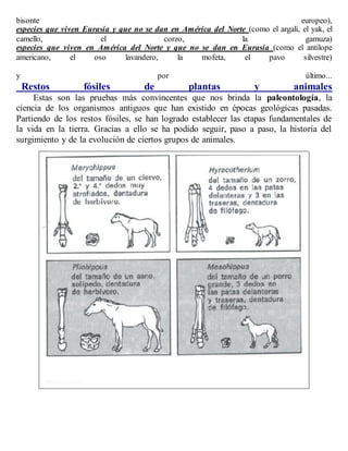 bisonte europeo),
especies que viven Eurasia y que no se dan en América del Norte (como el argalí, el yak, el
camello, el corzo, la gamuza)
especies que viven en América del Norte y que no se dan en Eurasia (como el antílope
americano, el oso lavandero, la mofeta, el pavo silvestre)
y por último...
Restos fósiles de plantas y animales
Estas son las pruebas más convincentes que nos brinda la paleontología, la
ciencia de los organismos antiguos que han existido en épocas geológicas pasadas.
Partiendo de los restos fósiles, se han logrado establecer las etapas fundamentales de
la vida en la tierra. Gracias a ello se ha podido seguir, paso a paso, la historia del
surgimiento y de la evolución de ciertos grupos de animales.
 
