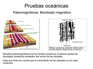 Pruebas oceánicas 
Paleomagnéticas. Bandeado magnético 
Estudios paleomagnéticos de los fondos oceánicos muestran pautas de 
bandeado simétricos alrededor del centro de las dorsales. 
(Hay que tener en cuenta que el crecimiento de las dorsales no es nada 
uniforme) 
 