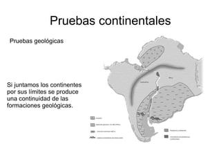 Pruebas continentales 
Pruebas geológicas 
Si juntamos los continentes 
por sus límites se produce 
una continuidad de las 
formaciones geológicas. 
 