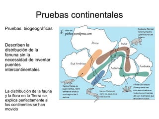 Pruebas continentales 
Pruebas biogeográficas 
Describen la 
distribución de la 
fanuna sin la 
necessidad de inventar 
puentes 
intercontinentales 
La distribución de la fauna 
y la flora en la Tierra se 
explica perfectamente si 
los continentes se han 
movido 
 