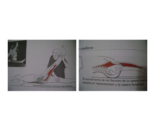 Pruebas de longitud muscular