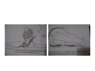 Pruebas de longitud muscular