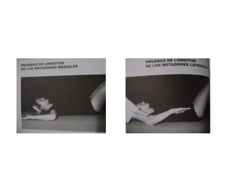 Pruebas de longitud muscular