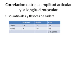 Correlación entre la amplitud articular
        y la longitud muscular
• Isquiotibiales y flexores de cadera
             extensión   flexión   total
   cadera    10          125       135
   rodilla   0           140       140
                                   275 grados
 