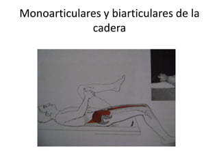Monoarticulares y biarticulares de la
             cadera
 