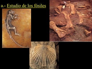 a.- Estudio de los fósiles 
 