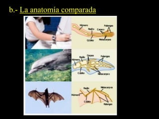 b.- La anatomía comparada 
 