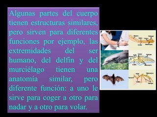 Algunas partes del cuerpo 
tienen estructuras similares, 
pero sirven para diferentes 
funciones por ejemplo, las 
extremidades del ser 
humano, del delfín y del 
murciélago tienen una 
anatomía similar, pero 
diferente función: a uno le 
sirve para coger a otro para 
nadar y a otro para volar. 
 