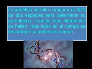 La genética permite comparar el ADN 
de dos especies para determinar su 
parentesco: cuantas más diferencias 
se hallen, más lejos en el tiempo se 
encontrará su antecesor común. 

