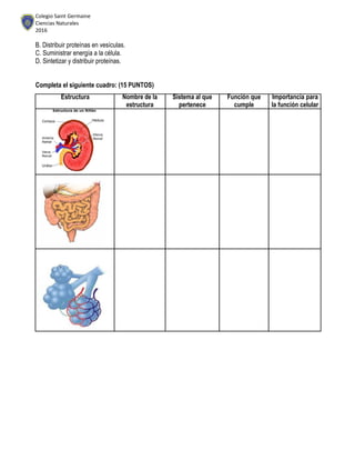 Colegio Saint Germaine
Ciencias Naturales
2016
B. Distribuir proteínas en vesículas.
C. Suministrar energía a la célula.
D. Sintetizar y distribuir proteínas.
Completa el siguiente cuadro: (15 PUNTOS)
Estructura Nombre de la Sistema al que Función que Importancia para
estructura pertenece cumple la función celular
 