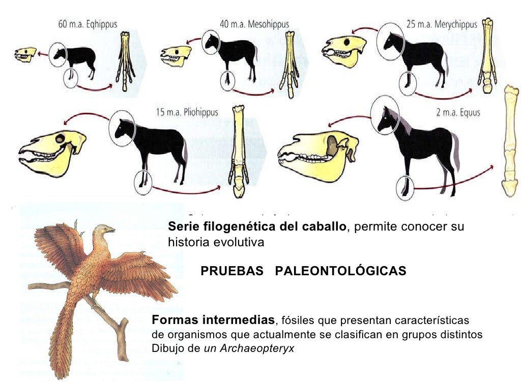 Pruebas evolución