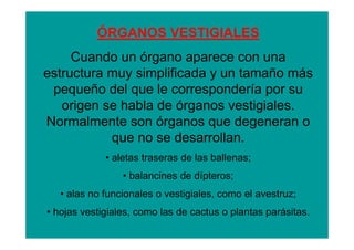 ÓRGANOS VESTIGIALES
     Cuando un órgano aparece con una
estructura muy simplificada y un tamaño más
 pequeño del que le correspondería por su
   origen se habla de órganos vestigiales.
Normalmente son órganos que degeneran o
           que no se desarrollan.
             • aletas traseras de las ballenas;
                 • balancines de dípteros;
   • alas no funcionales o vestigiales, como el avestruz;
• hojas vestigiales, como las de cactus o plantas parásitas.
 