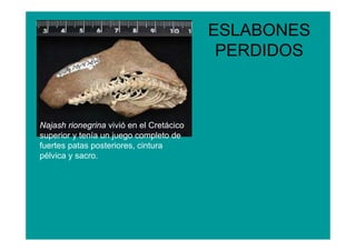 ESLABONES
                                           PERDIDOS



Najash rionegrina vivió en el Cretácico
superior y tenía un juego completo de
fuertes patas posteriores, cintura
pélvica y sacro.
 
