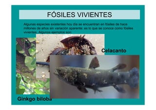 FÓSILES VIVIENTES
  Algunas especies existentes hoy día se encuentran en fósiles de hace
  millones de años sin variación aparente: es lo que se conoce como fósiles
  vivientes. Algunos ejemplos son:




                                                     Celacanto




                      Cangrejo cacerola


Ginkgo biloba
 