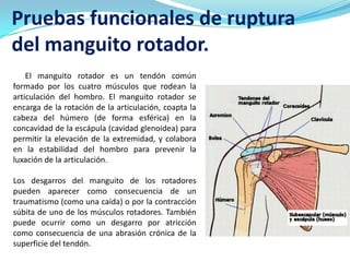 Pruebas funcionales de ruptura
del manguito rotador.
    El manguito rotador es un tendón común
formado por los cuatro músculos que rodean la
articulación del hombro. El manguito rotador se
encarga de la rotación de la articulación, coapta la
cabeza del húmero (de forma esférica) en la
concavidad de la escápula (cavidad glenoidea) para
permitir la elevación de la extremidad, y colabora
en la estabilidad del hombro para prevenir la
luxación de la articulación.

Los desgarros del manguito de los rotadores
pueden aparecer como consecuencia de un
traumatismo (como una caída) o por la contracción
súbita de uno de los músculos rotadores. También
puede ocurrir como un desgarro por atricción
como consecuencia de una abrasión crónica de la
superficie del tendón.
 
