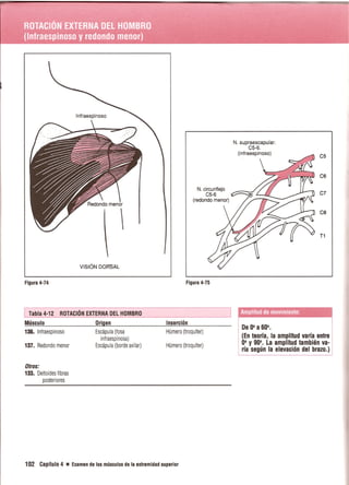 Pruebas Funcionales Musculares  Daniels 6a Edicion