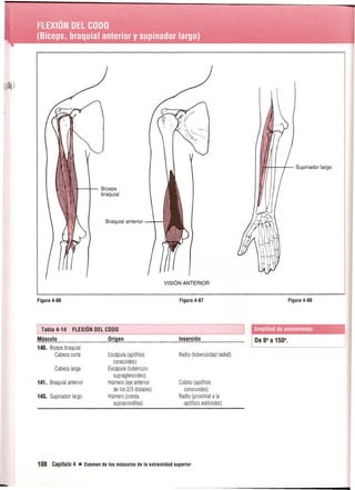 Pruebas Funcionales Musculares  Daniels 6a Edicion